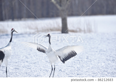 日本鶴舞（鶴居，北海道） 86212683