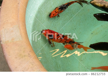 Goldfish in a water bottle Goldfish in a water bottle 86212733