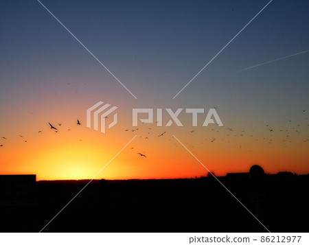 A flock of birds returning to the setting sun A flock of birds returning to the setting sun 86212977
