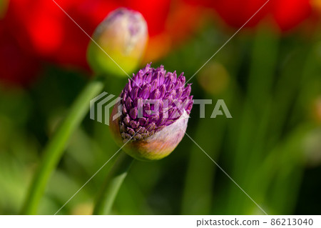 Purple bud of Allium hollandicum Persian onion Dutch garlic flower. A sunny bright photo with free blank copy space for text. For cards, posters, website decoration etc. Purple bud of Allium hollandicum Persian onion Dutch garlic flower. A sunny bright photo with free blank copy space for text. For cards, posters, website decoration etc. 86213040