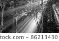 Sunbeams monochrome 86213430