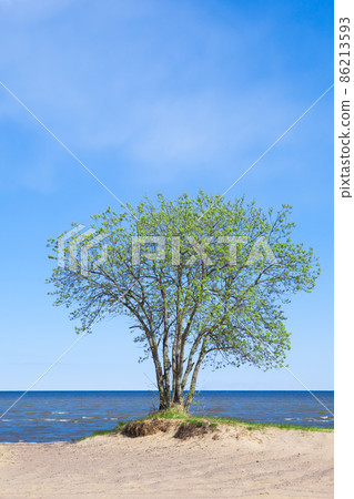 blooming tree on the seashore 86213593