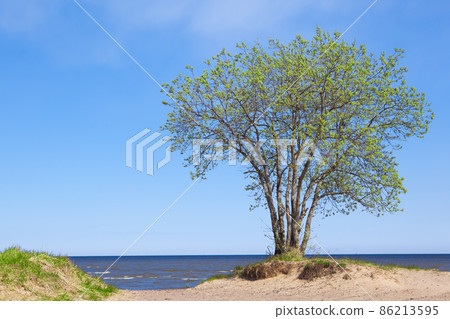 blooming tree on the seashore 86213595