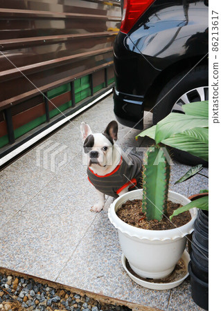 french bulldog, French bulldog at home french bulldog, French bulldog at home 86213617