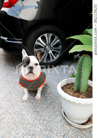 french bulldog, French bulldog at home french bulldog, French bulldog at home 86213620