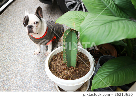 french bulldog,  French bulldog at home 86213630