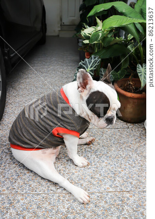 french bulldog, French bulldog at home french bulldog, French bulldog at home 86213637