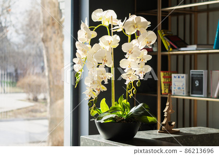 Interior design decor with potted orchid flowers and bookcase next to window 86213696
