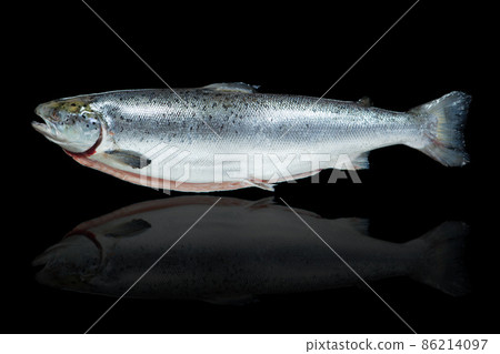 salmon fish against black background with reflection 86214097