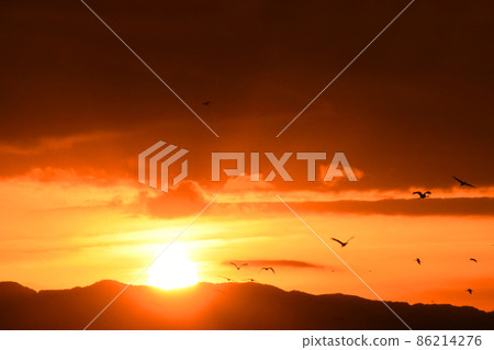 鹿兒島縣和泉市的鶴和一年中的第一個日出 86214276