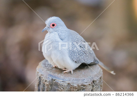 Diamond dove riding on the fence Diamond dove riding on the fence 86214366