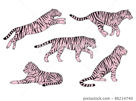 Vector set of hand drawn doodle sketch pink tigers Vector set of hand drawn doodle sketch pink tigers 86214740