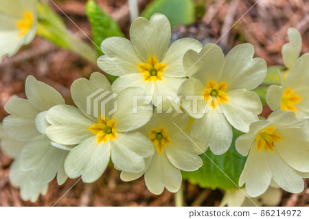 Primula vulgaris, primrose flower in the forest. Primula vulgaris, primrose flower in the forest. 86214972