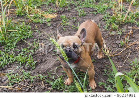 Cute french bulldog eats wheat grass in a garden Cute french bulldog eats wheat grass in a garden 86214981