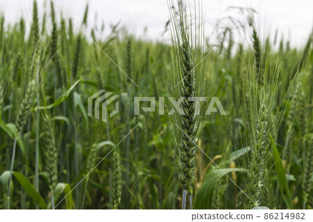 Green Wheat Grain aphids feeding on a green wheatear Green Wheat Grain aphids feeding on a green wheatear 86214982