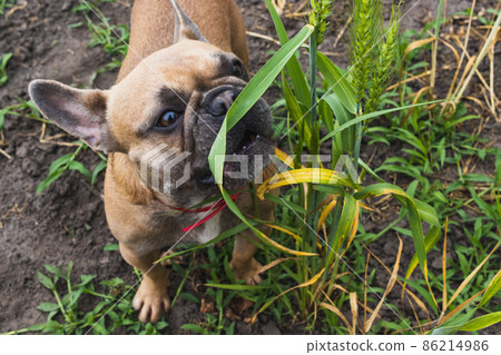 Cute french bulldog eats wheat grass in a garden Cute french bulldog eats wheat grass in a garden 86214986
