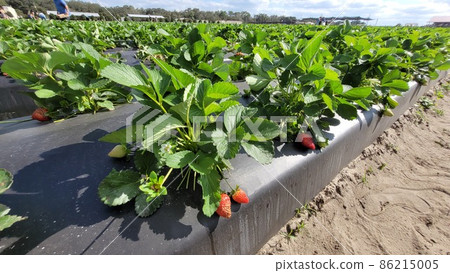 Strawberry plasticulture cultivation field photo image Strawberry plasticulture cultivation field photo image 86215005