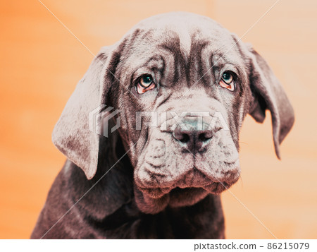 portrait of cute Neapolitan Mastiff puppy portrait of cute Neapolitan Mastiff puppy 86215079
