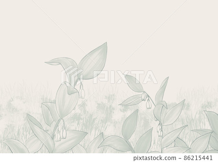 Japanese wild grass Solomon's-seal pale grayish green background illustration Japanese wild grass Solomon's-seal pale grayish green background illustration 86215441