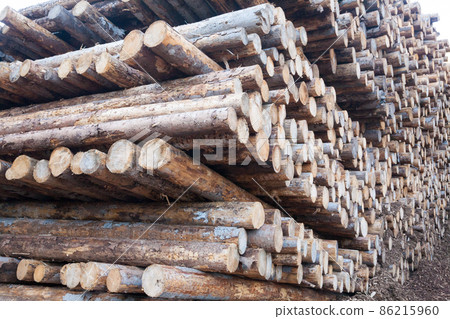 Background of cut pine logs. Vaia storm effects Background of cut pine logs. Vaia storm effects 86215960