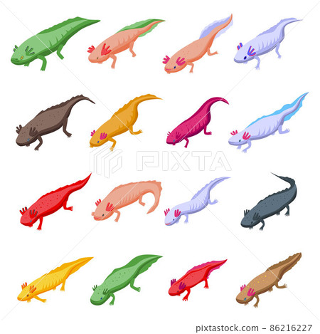 Axolotl icons set, isometric style Axolotl icons set, isometric style 86216227