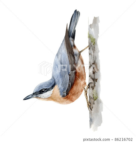 nuthatch watercolor