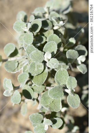 Liquorice plant 86216764