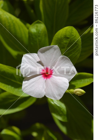 Madagascar rosy periwinkle Madagascar rosy periwinkle 86216773
