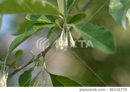 Autumn olive 86216779