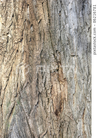 Lombardy poplar Lombardy poplar 86216781