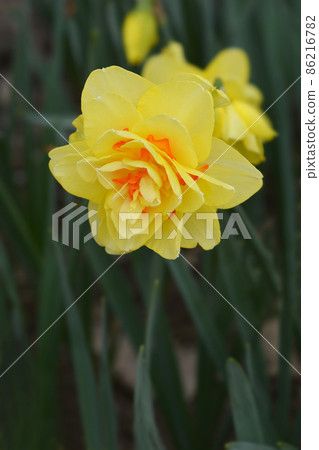 Daffodil Tahiti Daffodil Tahiti 86216782