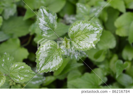 Variegated Yellow archangel Variegated Yellow archangel 86216784