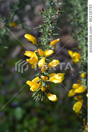 Common gorse Common gorse 86216785