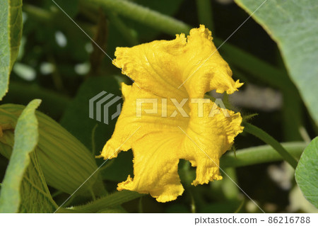 Giant pumpkin 86216788