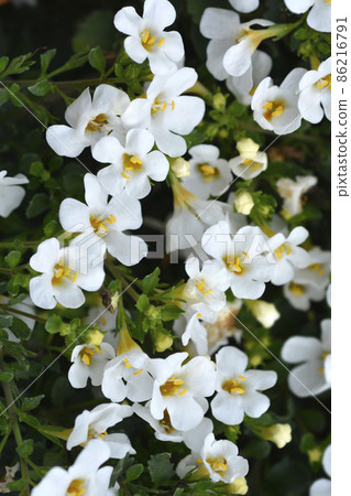 Ornamental bacopa Ornamental bacopa 86216791