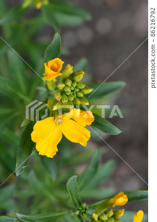 Wallflower Tom Thumb Wallflower Tom Thumb 86216792