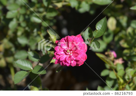 Rose Purple Rain Rose Purple Rain 86216793