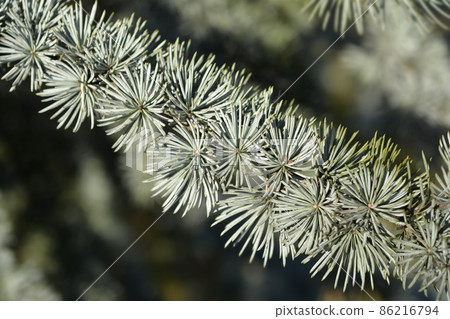 Blue atlas cedar Blue atlas cedar 86216794