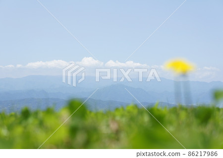 有蒲公英依偎的山 86217986