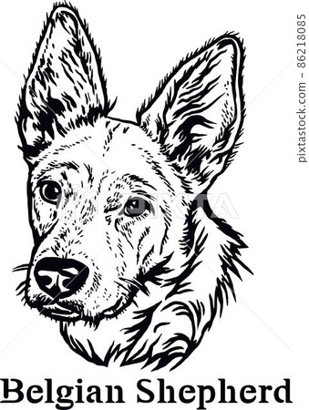 Belgian Shepherd - Funny Dog, Vector File, Cut Stencil for Tshirt Belgian Shepherd - Funny Dog, Vector File, Cut Stencil for Tshirt 86218085