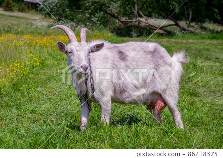 Goat full size. A domestic goat on a chain. Grazing in the meadow. 86218375