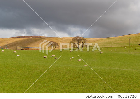 Sunny view of rural landscape Sunny view of rural landscape 86218726