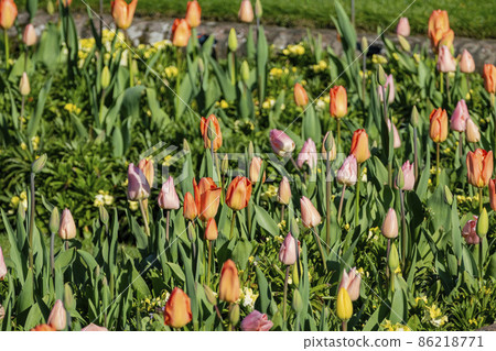 Close up shot of yellow tulip blossom in Hyde Park Close up shot of yellow tulip blossom in Hyde Park 86218771