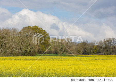 Sunny view of the Brassica napus blossom 86218799