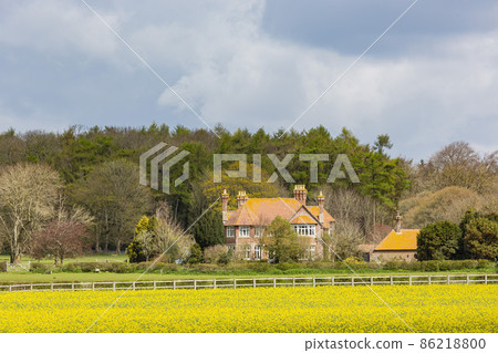 Sunny view of the Brassica napus blossom 86218800