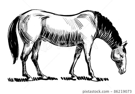 Grazing horse. Ink black and white draiwng Grazing horse. Ink black and white draiwng 86219073