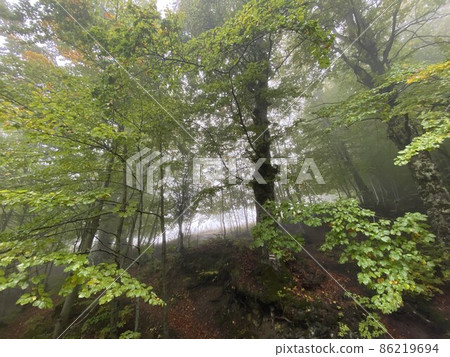 Green forest .Foggy day . Visit Albania, holidays concept. 86219694