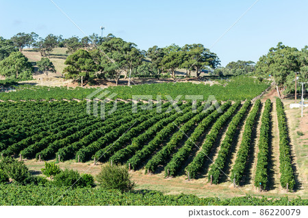 Winery in Barossa Valley in South Australia. Winery in Barossa Valley in South Australia. 86220079