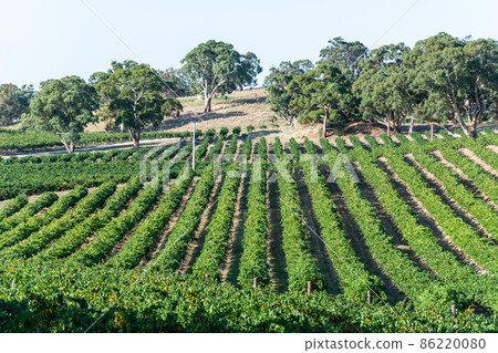 Winery in Barossa Valley in South Australia. 86220080