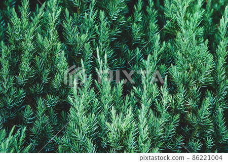 Juniper plant as coniferous botanical textured background Juniper plant as coniferous botanical textured background 86221004